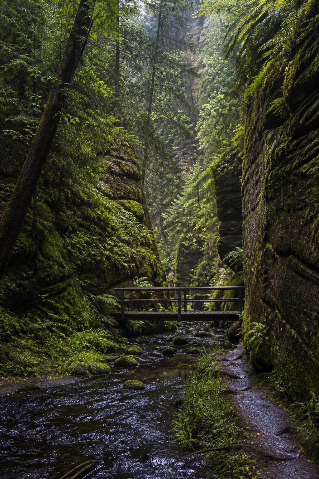 Moosige Waldschlucht mit Bach und Sandsteinwänden